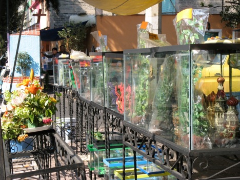 Aquariums kits for sale outside the Mercado de Peces Mixiuhca